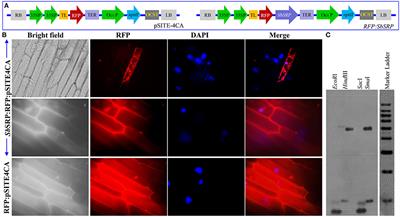 Overexpression of a Plasma Membrane-Localized SbSRP-Like Protein Enhances Salinity and Osmotic Stress Tolerance in Transgenic Tobacco